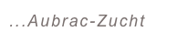 ...Aubrac-Zucht